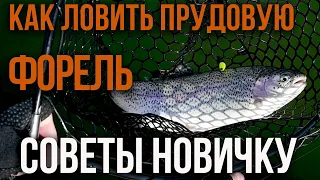 Как ловить прудовую форель, советы новичку.