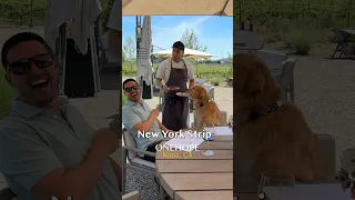 Chef surprises my dog with New York Strip and Scallops!