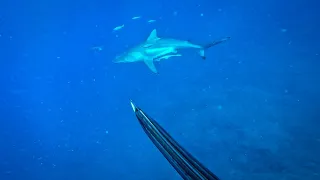 Chasse sous-marine Nouvelle Calédonie 🇳🇨 (Sud) Décembre 2022 #chassesousmarine #nouvellecaledonie