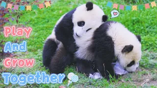 【Panda Billboard】Episode 251 Happy Time At Panda Kindergarten | iPanda