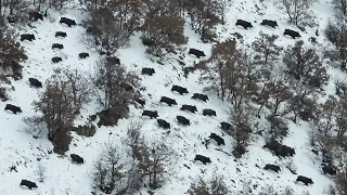 DOMUZ AVI, MÜKEMMEL VURUŞLAR - GREAT WILD BOAR HUNT IN WINTER (Aliço, Fatih Çakır)