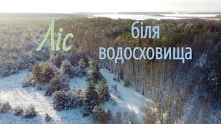 Ліс біля Водотийського (Карабачинського) водосховища