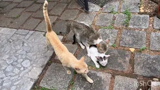 Female cat in heat chased by many male cats