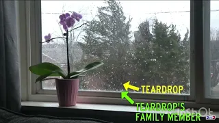 Teardrop family reunion (BFDI:TPOT 4: Gardening Zero)