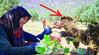 Nomadic honey bees: Akram brings the bees back home