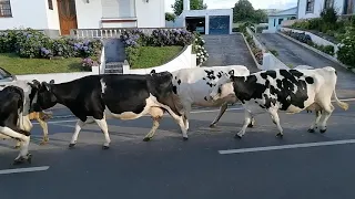 Mudança de vacas