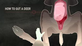 HUNTINGsmart! How to Field Dress a Deer