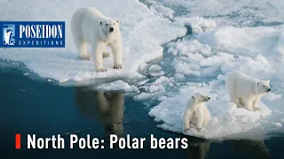 North Pole: Polar bears and cubs with Poseidon Expeditions