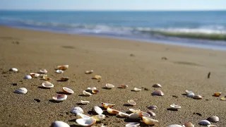 LoFi (beats to relax/study), Shells, Beach, Relax, 4K  Медленный Бит, Ракушки, Пляж, Релакс, 4К