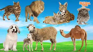 Familiar animals: Cat, Lion, Dog, Sheep, Camel, Owl, Lynx  - Animal moment