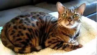 Talking with my Bengal Cat, Amber....About her new bed!