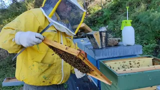 Tentativo di recupero di un apiario infestato da varroa e ri-trattamento con oxuvar spruzzato