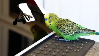 Kiwi the budgie (parakeet) speaks precious words to an iPad screen [4K UHD]