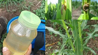 Insecticida Natural para Eliminar el Gusano cogollero del maíz ( Trampa Segura para el gusano adul )