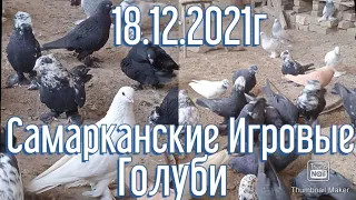 Самаркандские Игровые Голуби От Талата 18.12.2021г #tauben #pigeons