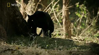 Best Wildlife Animals Sightings of 2021 | Wildlife Animals | Animals | Black Panther | Big Cat |