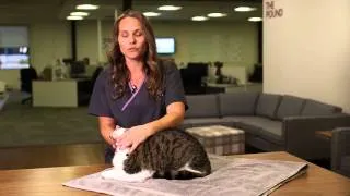 Easy Way to Pill Your Cat | Pets Plus Us Tips and Tricks