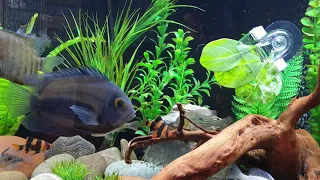 Uaru and Rotkeil Severums.Saturday morning water change and veggie lunch.. #uaru #severum #geophagus