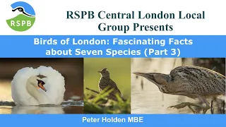 Birds of London: Fascinating Facts about Seven Species (Part 3) by Peter Holden MBE