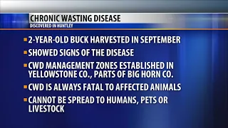 Chronic wasting disease found in deer killed in Huntley