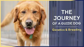 Genetics & Breeding | Episode 1 | The Journey of a Guide Dog