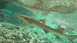 Shark attack GOPRO 8 in Maldives