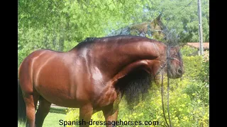 Dreamhorse Quality PRE Stallion