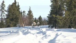 Caribou on the esker at Ganglers North Seal main lodge.