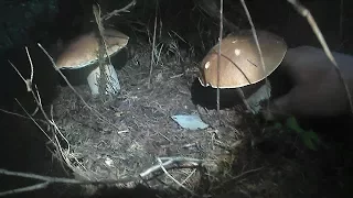 Карпатські Гриби,Карпатские Грибы,Carpathian Mushrooms