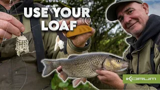 RIVER DOVE CHUB - BREAD FISHING  #KORUM #CHUB #CHUBFISHING #RIVERDOVE