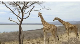 Saving Giraffes From Extinction