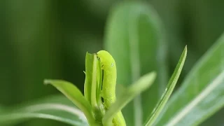 สารคดี "ผีเสื้อจรวดลายพราง" (Oleander hawk-moth)