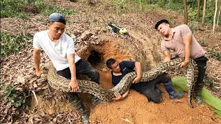 Searching For The World's Largest Python Left On Earth