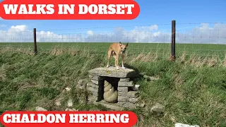 WALKS IN DORSET at CHALDON HERRING or EAST CHALDON