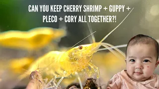 How To Keep Neocaridina Shrimp Among Other Fishes In The Same Aquarium!