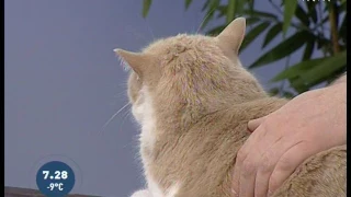 Советы ветеринара: рвота у кошек.  Причины и лечение