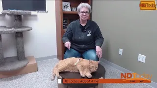 ND Today: Adopt A Pet - Keno