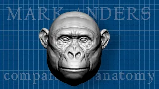 Bili Apes: Giant-sized Hybrid Chimps?