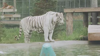 Wildcat Sanctuary Pool Party 🎉