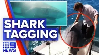 How 'shark tagging' could prevent future attacks | Nine News Australia