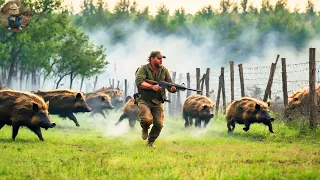 How Do Hunters And American Farmers Deal With Millions Of Wild Boars And Fox Wild Boar By Pistol