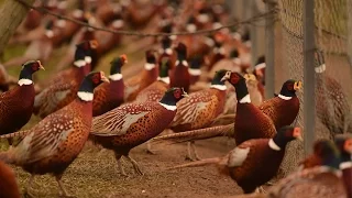 Hunting time! Rounding up the birds at New York state's last pheasant farm