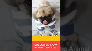 Funny Puppy Videos 🐶🐶 Funny and Cute Dog Pomeranian 😍 #Shorts Part-28