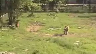 tiger vs cow