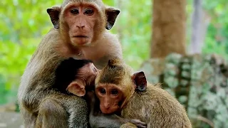 Sweet Of Love Poor Monkeys Sweetpea Jack And Baby Polina/So Funny Act Monkey Family In Ameri Group