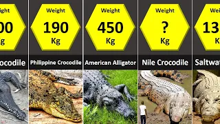 Size Comparison: Crocodilians (Crocodiles, Alligators, Caimans, Gharial)