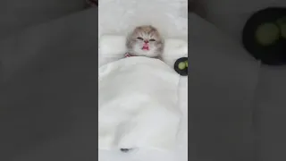 funniest cat videos  | cute and funny cat video | look at the pinned comment 💚💛❤️