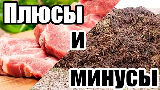 Плюсы и минусы свиноводства | Дневник ЛПХ