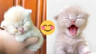 OMG So Cute Cats ♥ Best Funny Cat Videos 2021