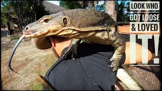 My Giant Monitor Lizard Slinky is Loose in the Kamp Kenan Yard!